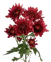Avila Red 2.webp