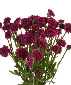 Wholesale-Flowers-Purple-Button-247x296.webp