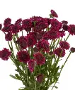 Wholesale-Flowers-Purple-Button-247x296.webp