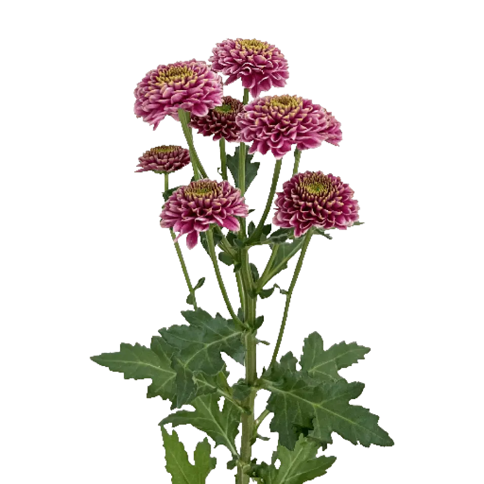 flower-gallery-okada-capiro (1).webp