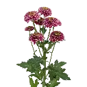 flower-gallery-okada-capiro (1).webp