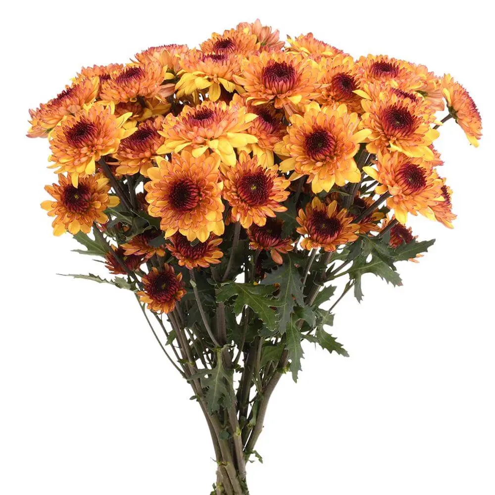 4531-esmeralda-farms-pompon-leoness-2.webp