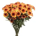 4531-esmeralda-farms-pompon-leoness-2.webp