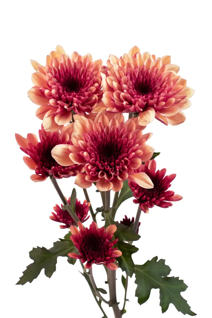 LOVATO-APRICOT-frontal-1.webp