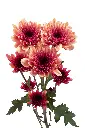 LOVATO-APRICOT-frontal-1.webp