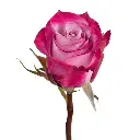 1809-esmeralda-deep-purple-rose.webp