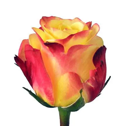 thumb750_500.tuttifrutti.webp