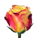 thumb750_500.tuttifrutti.webp