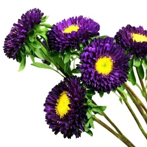 matsumoto-purple_1695.webp