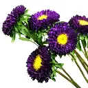 matsumoto-purple_1695.webp