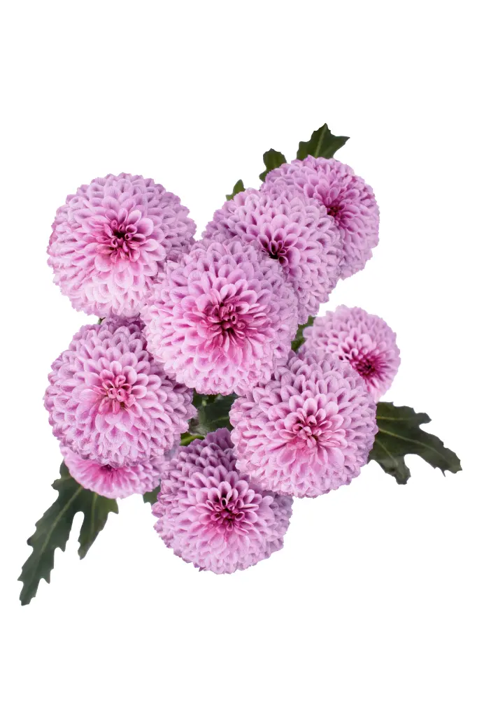 POMPON-NV-LV-M3LV-KAROL-12038-cenital-1980x2970.webp