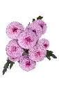 POMPON-NV-LV-M3LV-KAROL-12038-cenital-1980x2970.webp