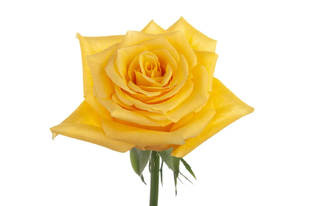 Rosa-Momentum-scaled-1.webp