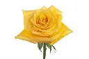 Rosa-Momentum-scaled-1.webp