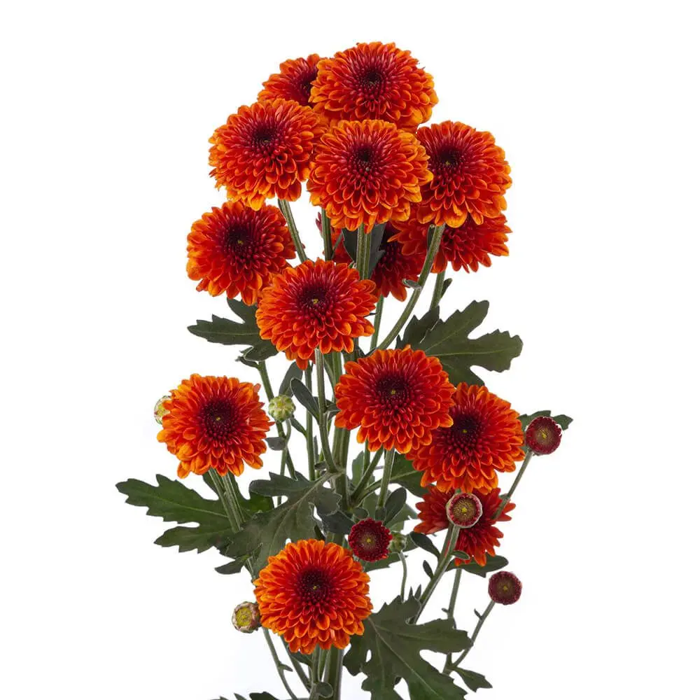 LEXY-1-oqtw9qxu6mh4zld7lk2qjybh0h0th0w9pi9rwqla8g.webp