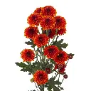 LEXY-1-oqtw9qxu6mh4zld7lk2qjybh0h0th0w9pi9rwqla8g.webp