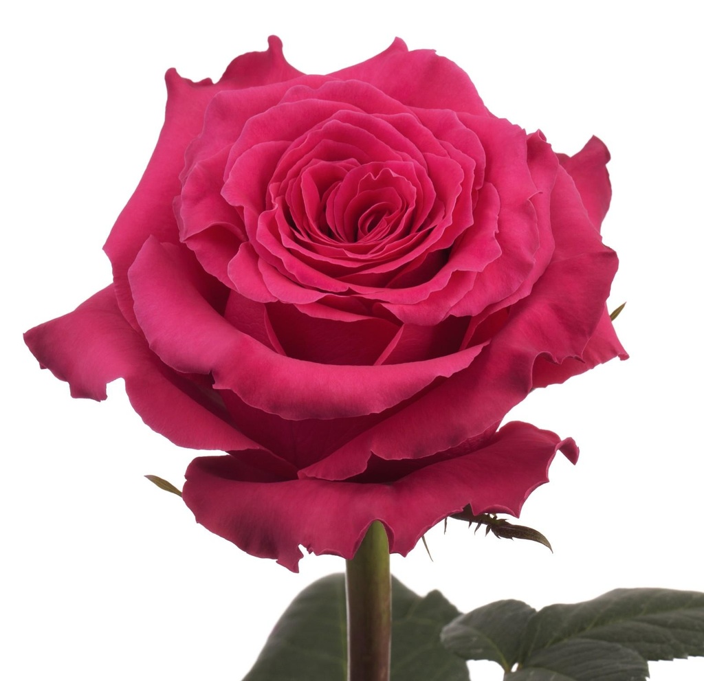 Roses-Hot-Pink-Full-Monty-.jpg