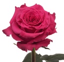 Roses-Hot-Pink-Full-Monty-.jpg