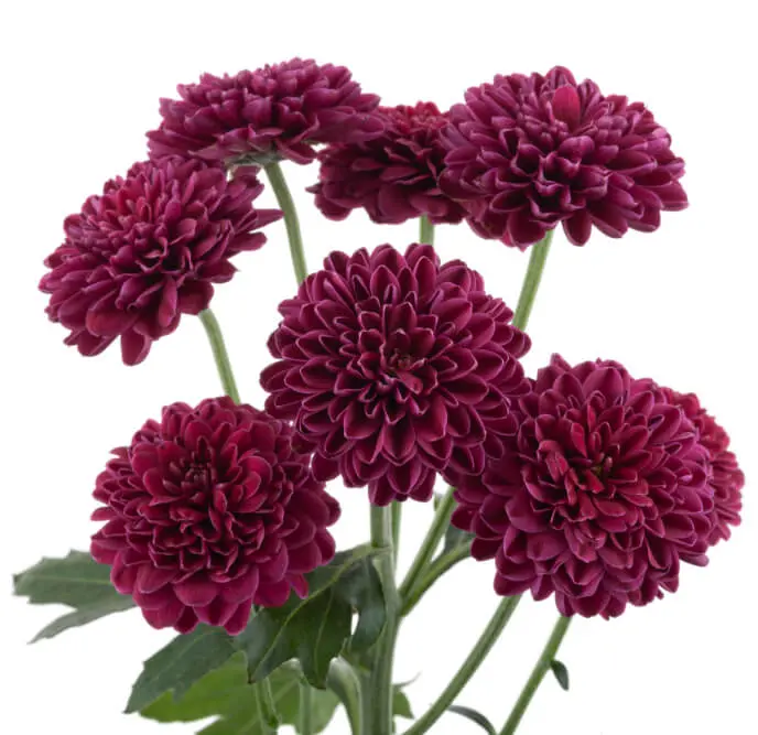 CRESTA1.webp