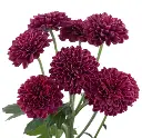 CRESTA1.webp