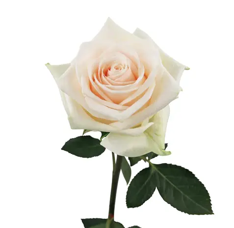 soul 2.webp
