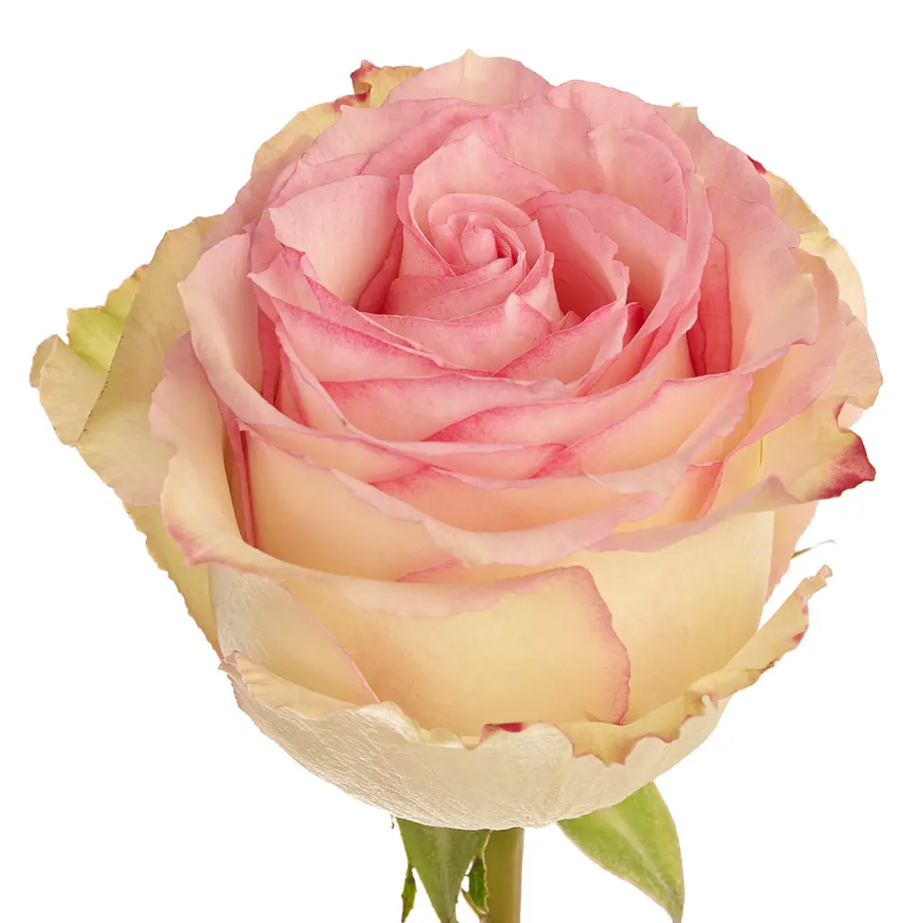 Wholesale-Flowers-Esperance-Rose.webp