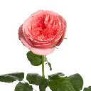 Pink-Xpression-Garden-Rose-Bulk.webp
