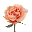 PHOENIX_1-scaled.webp