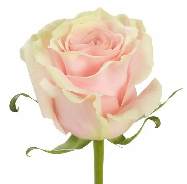 pink mondial.webp