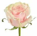 pink mondial.webp