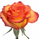 27579.webp