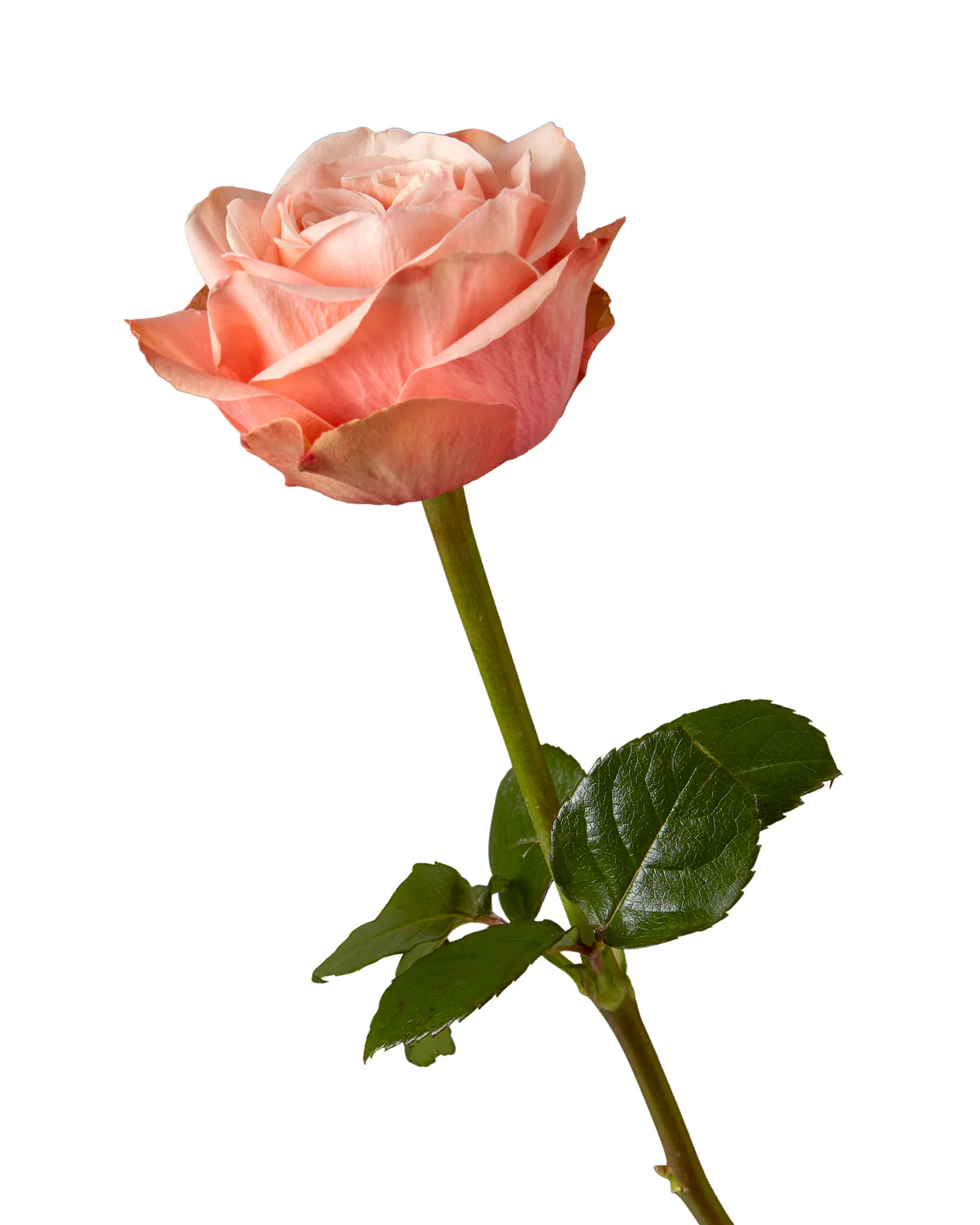 rose-kahala-coral-flower-3_1200x.webp