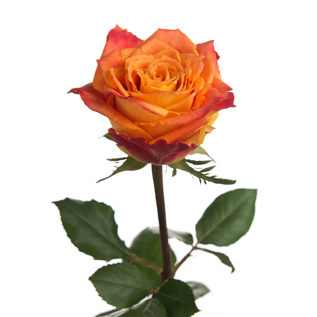 Silantoi-Rose.webp