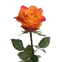 Silantoi-Rose.webp