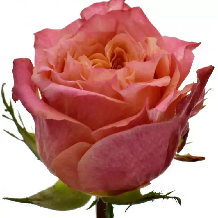 ruzova-ruze-love-story-70cm-l-rx5tr.webp