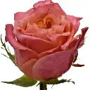 ruzova-ruze-love-story-70cm-l-rx5tr.webp