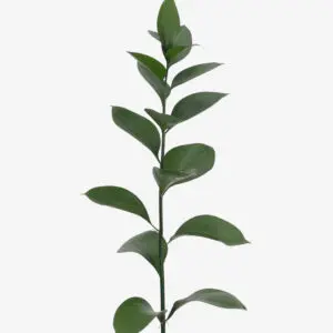 Israeli-Ruscus-1-300x300.webp