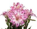 GEMMA11.webp