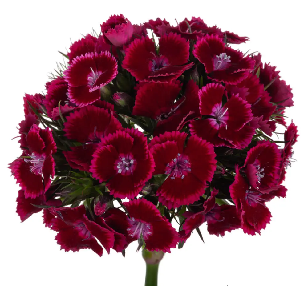 BREANTHUS-JOLLY1.webp