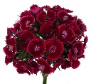 BREANTHUS-JOLLY1.webp