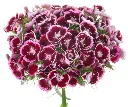 Barberatus-Burgundy-1.webp