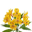 SENNA-1-oqtw9qxu6mh4zld7lk2qjybh0h0th0w9pi9rwqla8g.webp