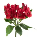 RED-QUEEN-1-oqtw9qxu6mh4zld7lk2qjybh0h0th0w9pi9rwqla8g.webp