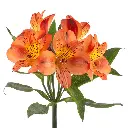 PARTY-1-oqtw9qxu6mh4zld7lk2qjybh0h0th0w9pi9rwqla8g.webp