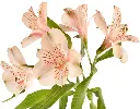 CANYON-1.webp