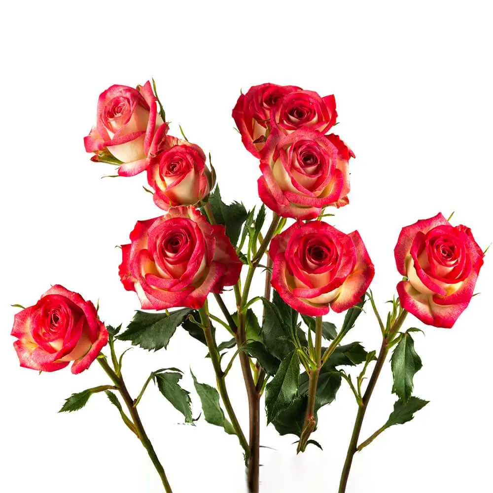 SAFINA-2-oqtw9qxu6mh4zld7lk2qjybh0h0th0w9pi9rwqla8g (1).webp