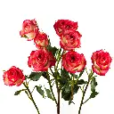 SAFINA-2-oqtw9qxu6mh4zld7lk2qjybh0h0th0w9pi9rwqla8g (1).webp