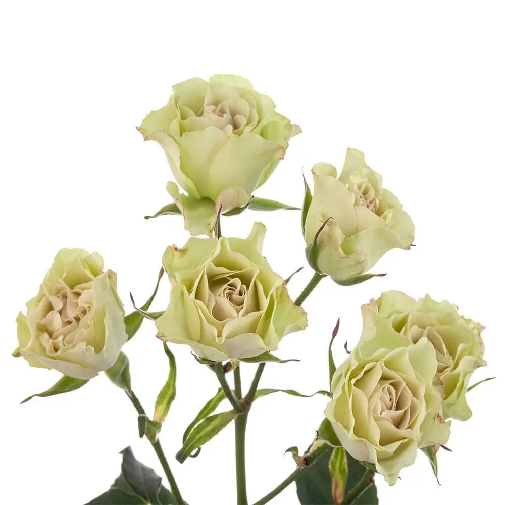 LUVIANA-2-oqtw9qxu6mh4zld7lk2qjybh0h0th0w9pi9rwqla8g.webp