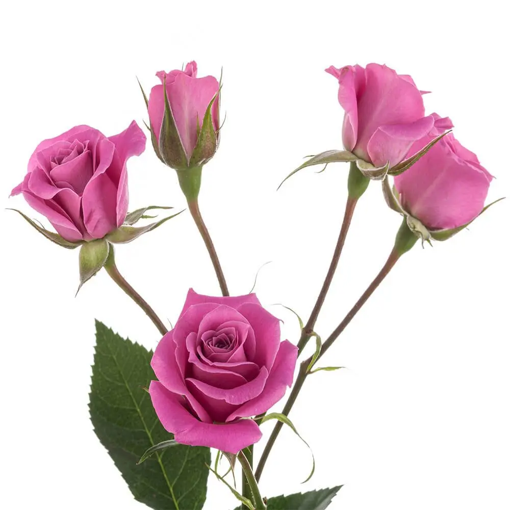 Purple Sky 2.webp