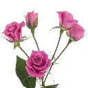 Purple Sky 2.webp
